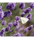 Lavendel Bio